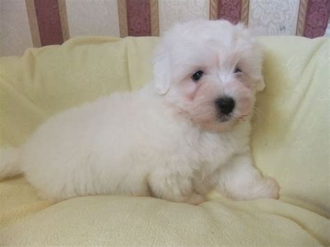 Browse adorable, healthy pups from 100+ breeds and find your new family member. COTON DE TULEAR PUPPIES AVAILABLE | Warrington, Cheshire | Pets4Homes