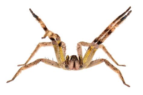 The Worlds Deadliest Spiders That Are Closer Than You Think