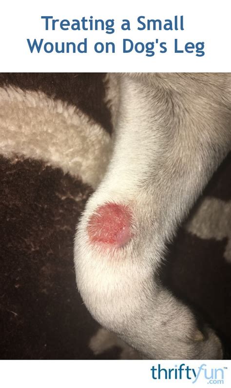 Treating A Small Wound On Dogs Leg Thriftyfun