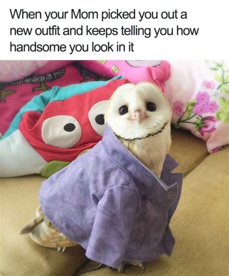 29 Wholesome Animal Memes Pleated Jeans