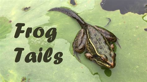 Frogs With Tails 🐸 Tadpoles With Legs Youtube
