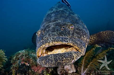 Creature Feature Goliath Grouper Sea Of Change
