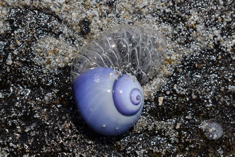 Transparent Snail Sea Snail Snail Shell