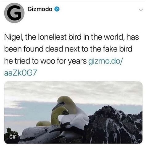 Pin By Person Non Grata On Life Fake Birds Life Memes