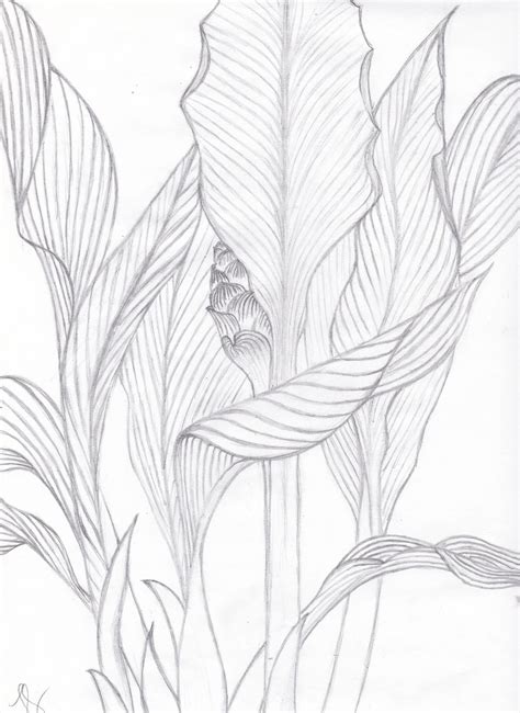 Visualization Basics Tropical Leaves Contour Drawing From Life
