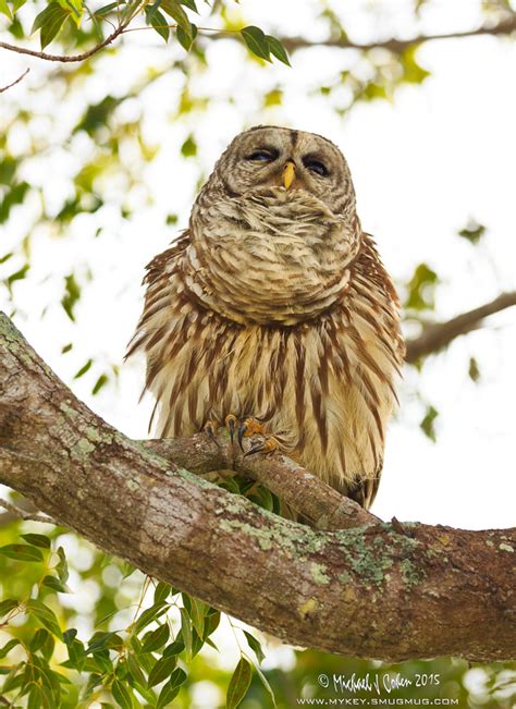 Hooting Barred Owl 1627 Michael Cohen Flickr