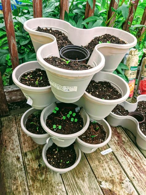 Dollar Tree Stackable Planters Review And Tips Bunnys Garden