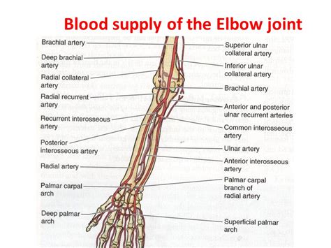 Elbow Joint Anatomy Function Mobile Physiotherapy Clinic