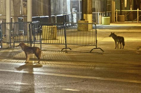 ‘homegrown Coyotes Roam Chicago Streets The Spokesman Review