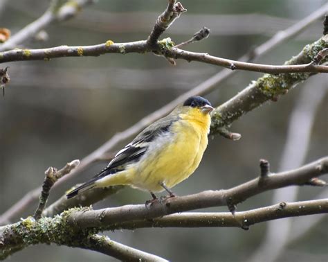 Oregon Backyard Birds Etc Bright Yellow In Winter