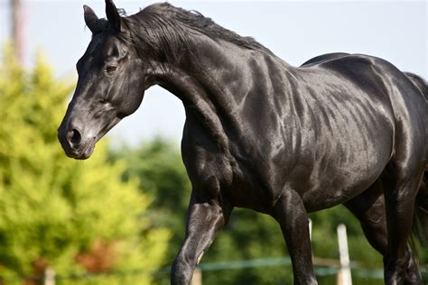 New Stallion Chosen As The Black Horse For Lloyds Tsb By Sarah Furbank