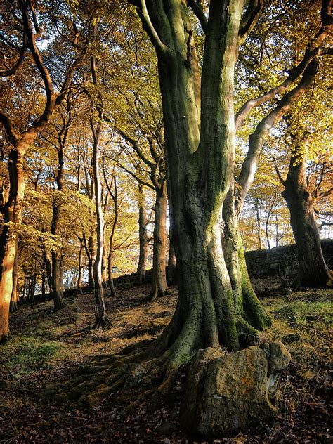 Millstones And Beech Trees Photograph By Philip Openshaw