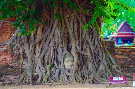 Ayutthaya Thailand August 2016 Head Of Buddha Statue In The Tree