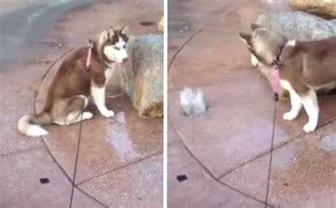 Surprised Husky Gets An Unexpected Butt Wash