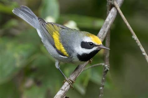 Golden Winged Warbler Male Fall Jeremy Meyer Photography