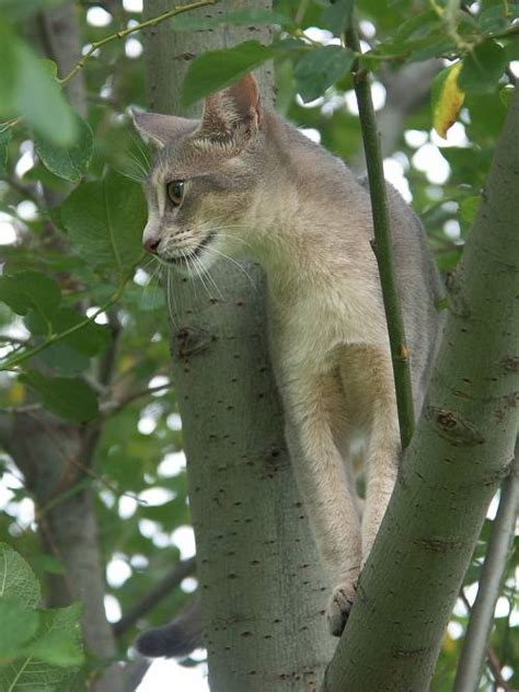 Blue Abyssinian Cat Up A Tree Poc