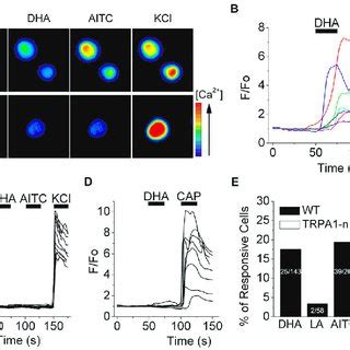 Do not take the pcr test, or the covid vaxxxine, or the neuralink / neuralace or any quantum dot tattoo or rfid chips or covid detector chips under yoru skin which are all forms of the mark of the beast. (A) Fluo-4 fluorescence images of DHA-responsive neurons ...
