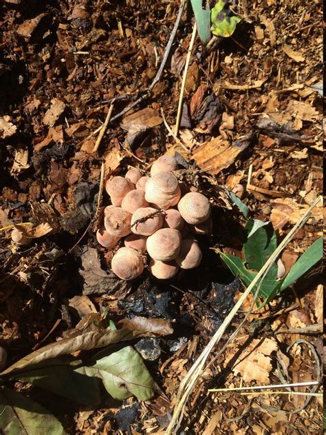 Identifying Mushrooms In North Ga Mushroom Hunting And Identification