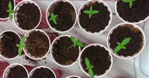 How To Germinate Cannabis Seeds A Step By Step Guide