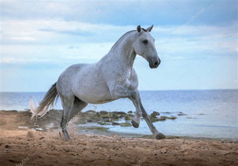 Dm g wieder mal 'ne nacht im strandkorb,.von den wellen in den schlaf gesungen. Weißes Pferd läuft am Strand auf das Meer und Clougs ...