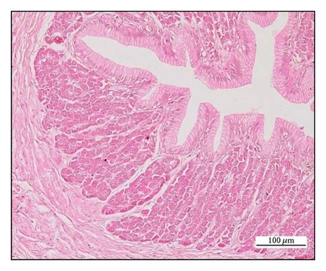 A Goblet Cells → At The Mucosal Surface Of Stomach With Glycogen