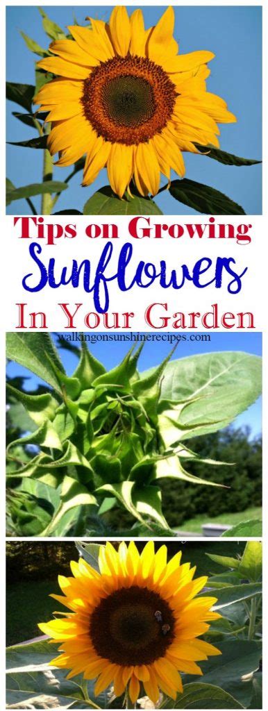 5 Tips On How To Grow Sunflowers In Your Garden