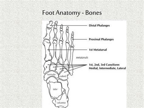 Ppt Foot Ankle Powerpoint Presentation Free Download Id1822973