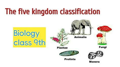 The Five Kingdom Classification 9th Biology Youtube