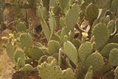 Prickly pear cactus has large flat leaves, which are actually a modified portion of the stem of the plants, that are often referred to as cactus pads. Recuerdos de la Familia: RECIPES FROM SPANISH SPEAKING ...