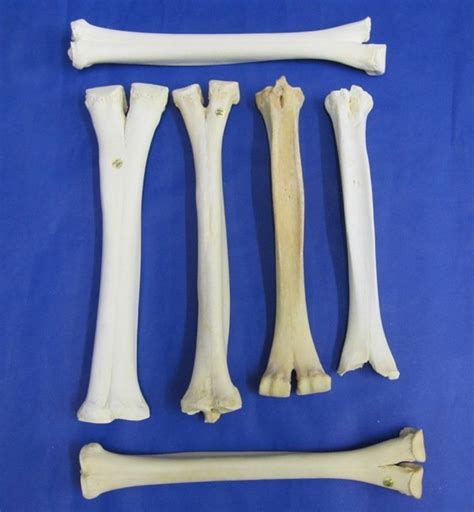 The dromedary camel which has one hump and bactrian which have two humps. Camel Leg Bones for Sale 14 to 16 inches at Worldwide ...