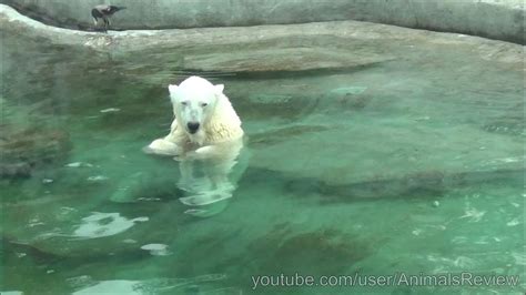 The Polar Bear Moscow Zoo Youtube