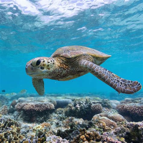 Sea Turtle Ocean Creatures Sea Animals Ocean Underwater