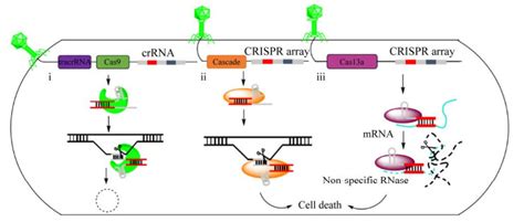 利用crispr Cas系统防控细菌耐药性的研究进展