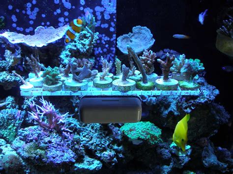 Using a shallow aquarium dimension. Easy Cheap Diy Magnetic Frag Rack - Reef Central Online Community