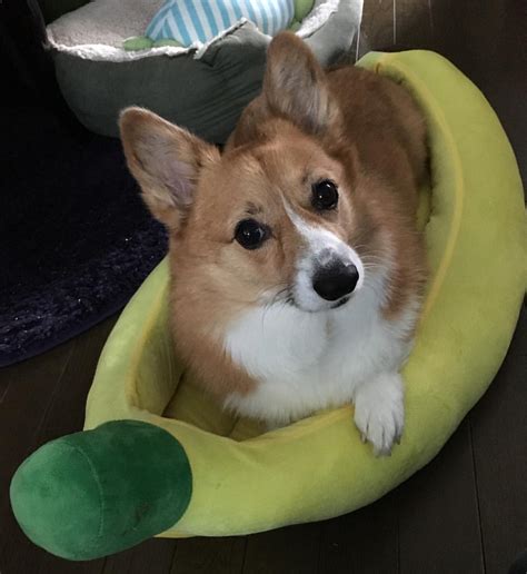 Cooling down the body temperature. Her new bed : corgi