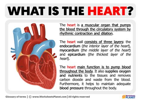 What Is The Heart Definition Of Heart