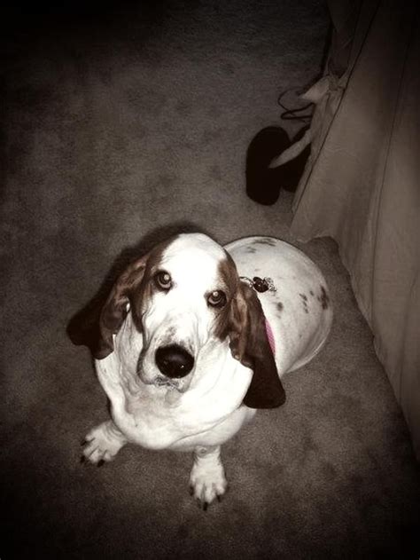 A playful, children loving, scent hound. Basset Love! This is Dr. Alice Toriello's dog from the ...