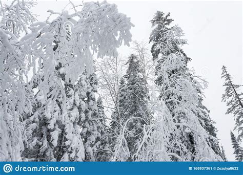 Winter Forest Snowy Taiga Hills Beautiful Beautiful Nature Of Russia