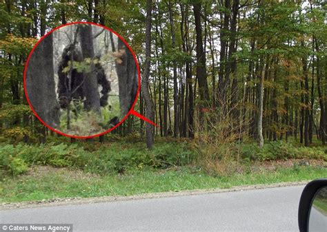 Does This Image Show Two Bigfoot Creatures Woodsman Photographed