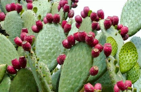 Prickly Pear Cactus Opuntia Ficus Indica Overview Health Benefits