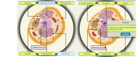 Cells And Tissues Diagram Quizlet