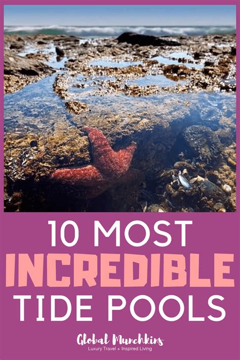 San Diego Tide Pools Guide To The 10 Most Amazing Tide Pools