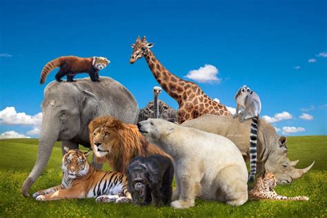 1067 Wild Animals Collage Stock Photos Free And Royalty Free Stock
