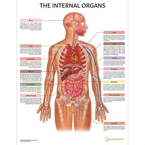 This image shows the nerves of the lower limb showing their course , relation , branches and distribution (from anterior view) showing: The Internal Organs Chart | Organs of the Human Body Poster