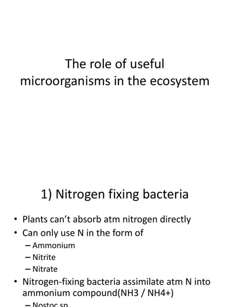The Role Of Useful Microorganisms In The Ecosystem Bacteria