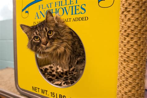 Cat Boarding Castle Spicewood Springs Cat Hospital