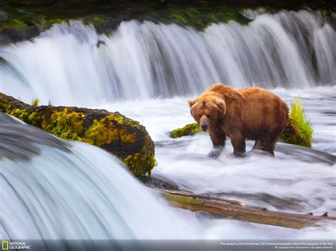 Oso Río Cascada Nature Photographs National Geographic Animals Nature
