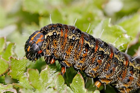 Filepasture Day Moth Caterpillar Closeup Wikimedia Commons