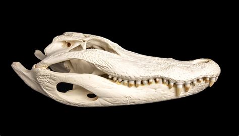 Alligator Skull 19 Creel And Gow