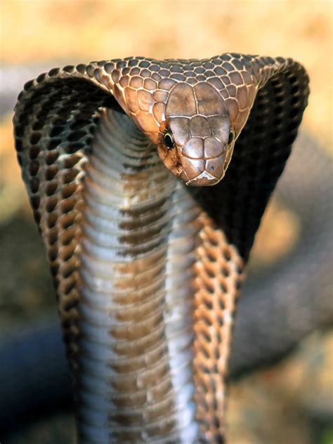 Giant Cobra Snake